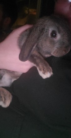 rabbit