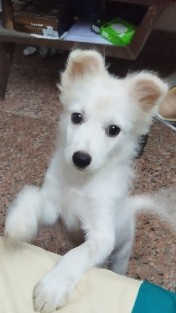 Pomeranian – Pomeranian
