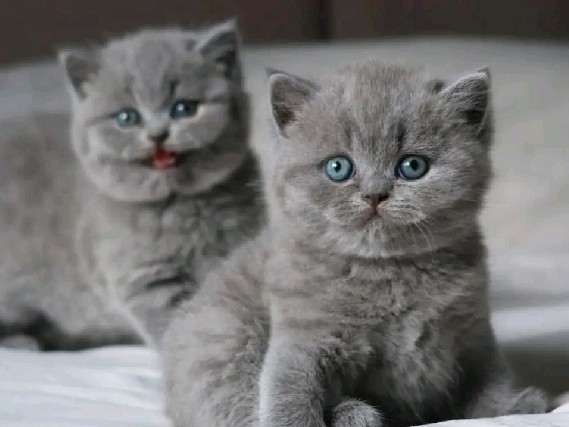 British Shorthair – Home raised British shorthair Kittens available – Kansas City
