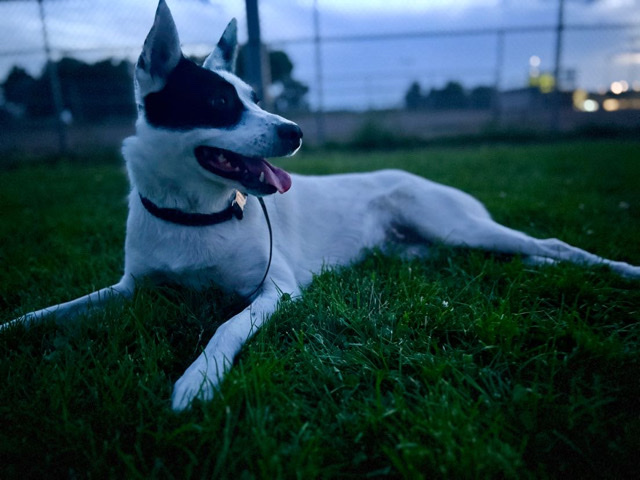 Border Collie – Border Collie