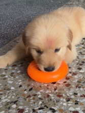 Golden Retriever – golden retriever puppy – Patna