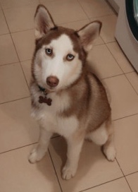 Siberian Husky – female Siberian husky