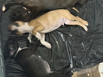 American Pit Bull Terrier – Pitbull/Bull Dog Puppies – Hallandale Beach