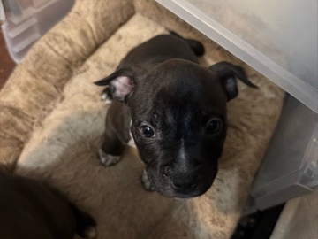 American Pit Bull Terrier – Pitbull/Bull Dog Puppies – Hallandale Beach