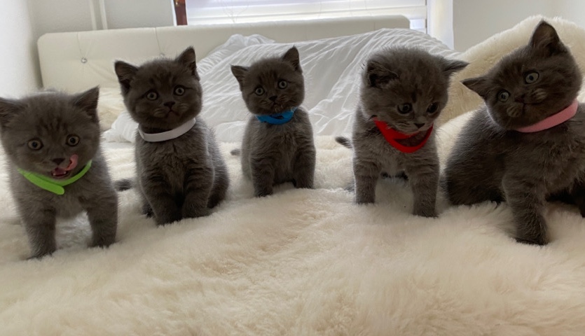 BKH Kitten