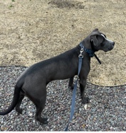 American Pit Bull Terrier – emergency rehoming