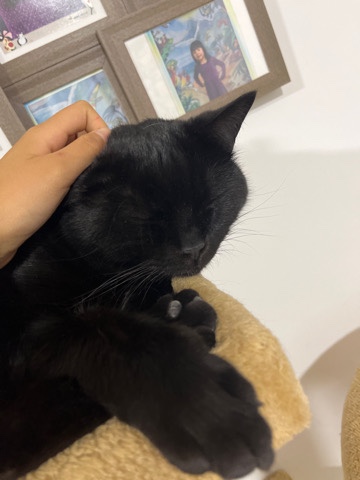 Bombay – Vendo a mi gato choco