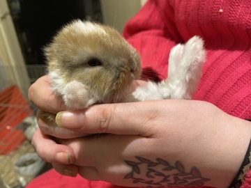 Netherland Dwarf / Minilop