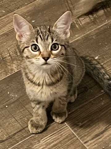 American Shorthair – These Easter Kittens looking for 4ever home