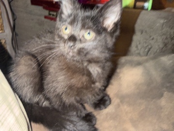 American Shorthair – Adorable American Shorthair Kitten – 8-10 Weeks Old – Bessemer