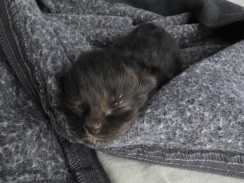 kitten – Montclair