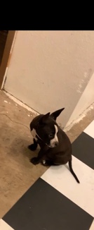 American Pit Bull Terrier – puppy for sell