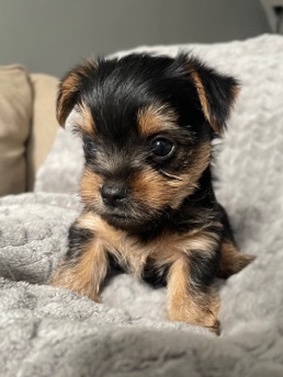 Yorkshire Terrier – yorki puppies