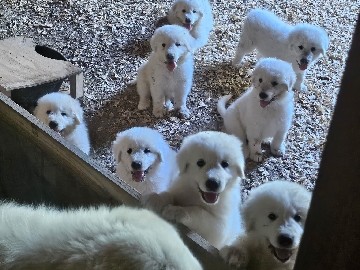 Maremma Sheepdog – Maremma LGD Puppies for sale in the Toana, VA area – Hampton