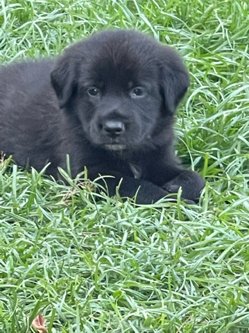 Newfoundland – Lab mix