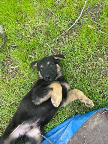 German Shepherd – German shepherd pups