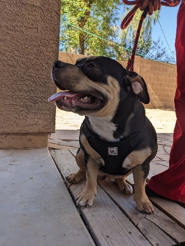 8 Month old Female