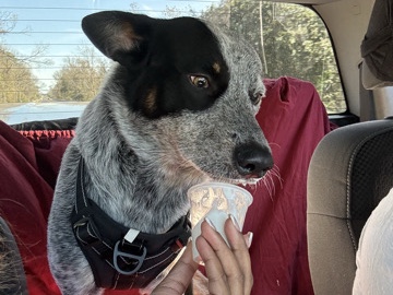 Australian Cattle Dog – Kuban – Houston