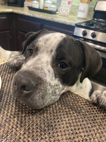 American Bulldog – American Bully mixed