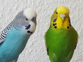 Budgerigar – Well-Behaved Pet Budgie for Loving Home – Frostproof