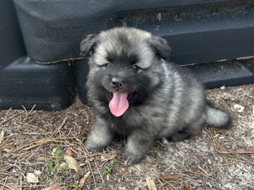Keeshond – Keeshond Puppies – Pensacola