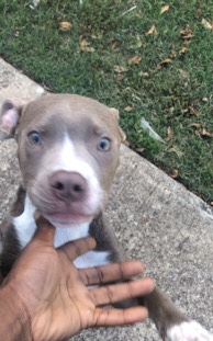 American Pit Bull Terrier – Bully short nose pitbull