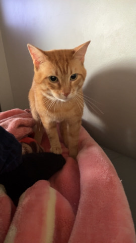 orange male cat 1 years old 