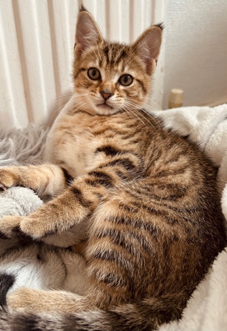 British Shorthair – British Shorthair X Bengal