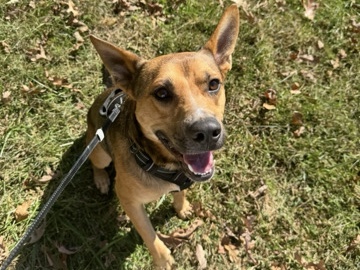German Shepherd – Curious & Energetic German Shepherd mix – Brooklyn