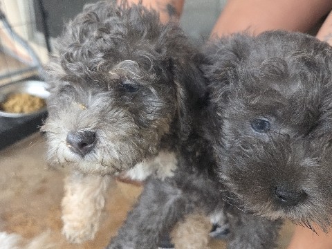 Maltipoo – Maltipoos for sale – San Bernardino