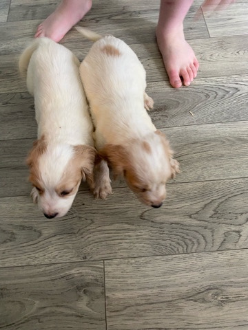 English Cocker Spaniel – cocker spaniel puppies
