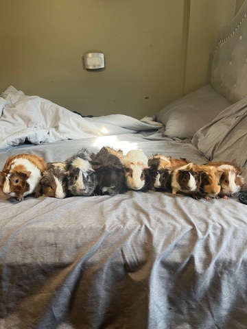 Guinea pigs