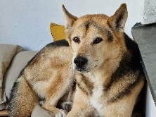 Mixed Breed – Ruhiger Husky-DSH Mix sucht liebevolles Zuh – Berlin
