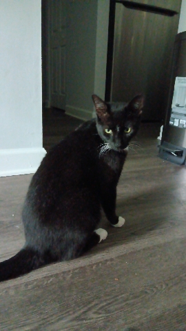 American Shorthair – toro
