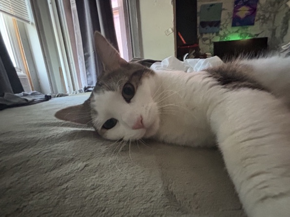 looking for a lovable family – Washington