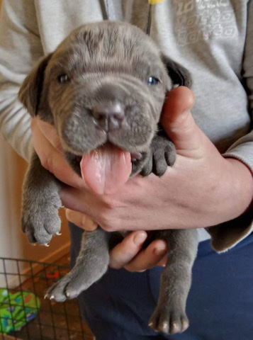 Cane Corso – cane corso puppy’s