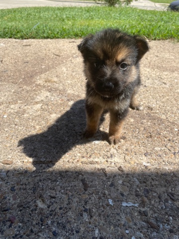 German Shepherd – full breed German shepherd