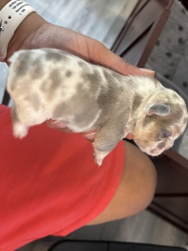 French Bulldog – Fluffy French Bulldogs – Arlington