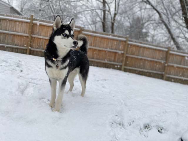 Siberian Husky – Loveable Husky