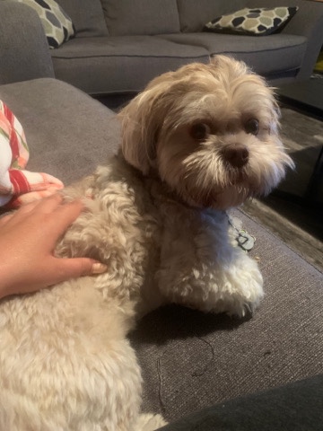 Shih Tzu – Selling small dog- Brownie