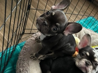 French Bulldog – frenchie pup – Salem