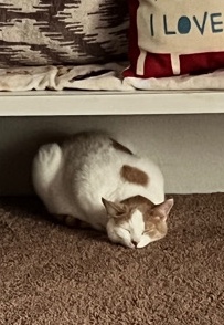Adult Cat