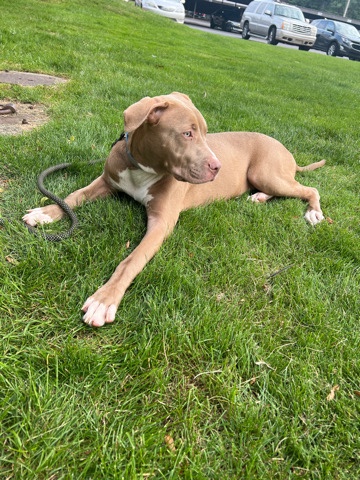 American Pit Bull Terrier – husky pit mix