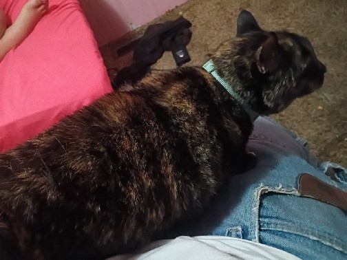 rehoming – Hesperia