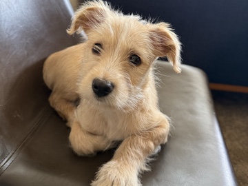 Adorable Yorkiepoo Puppy"Lucky" - Rehoming for $600 - Almost FullyVaccinated – San Ramon
