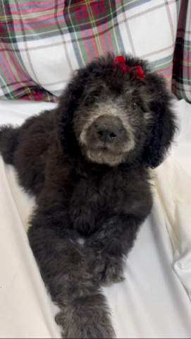 Goldendoodles females