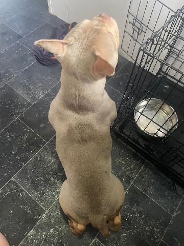 American Bulldog – micro bully