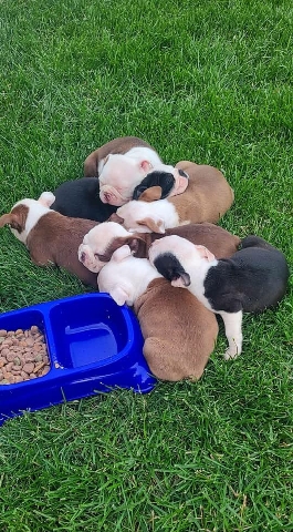 Boston Terrier – Boston Terrier For Rehoming