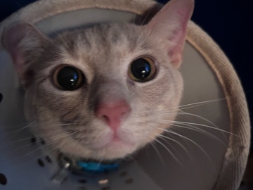 American Shorthair – Sid – Richmond