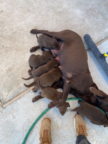 Labrador Retriever – akc chocolates labs